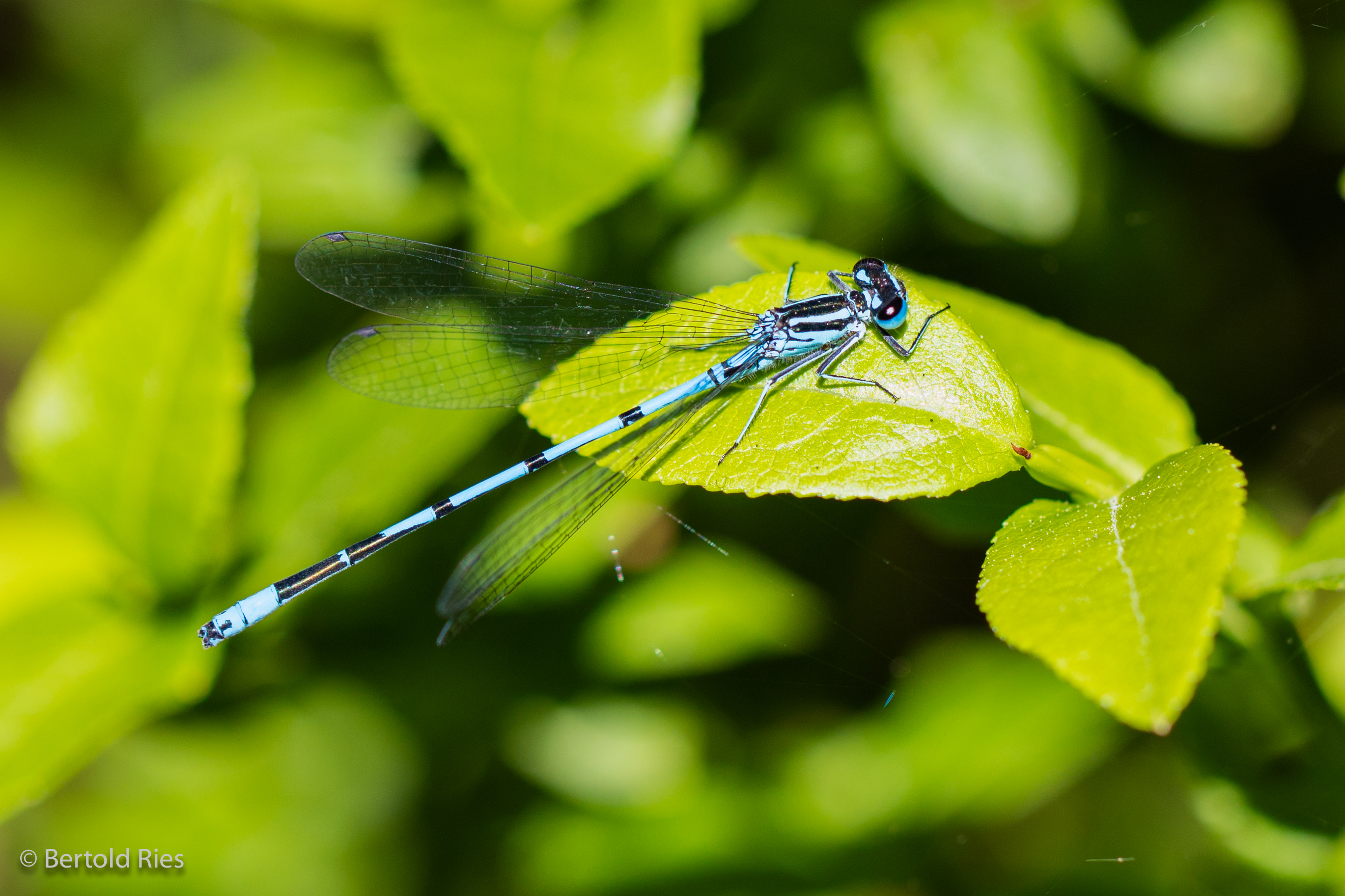 Étang de la Gruère, Switzerland