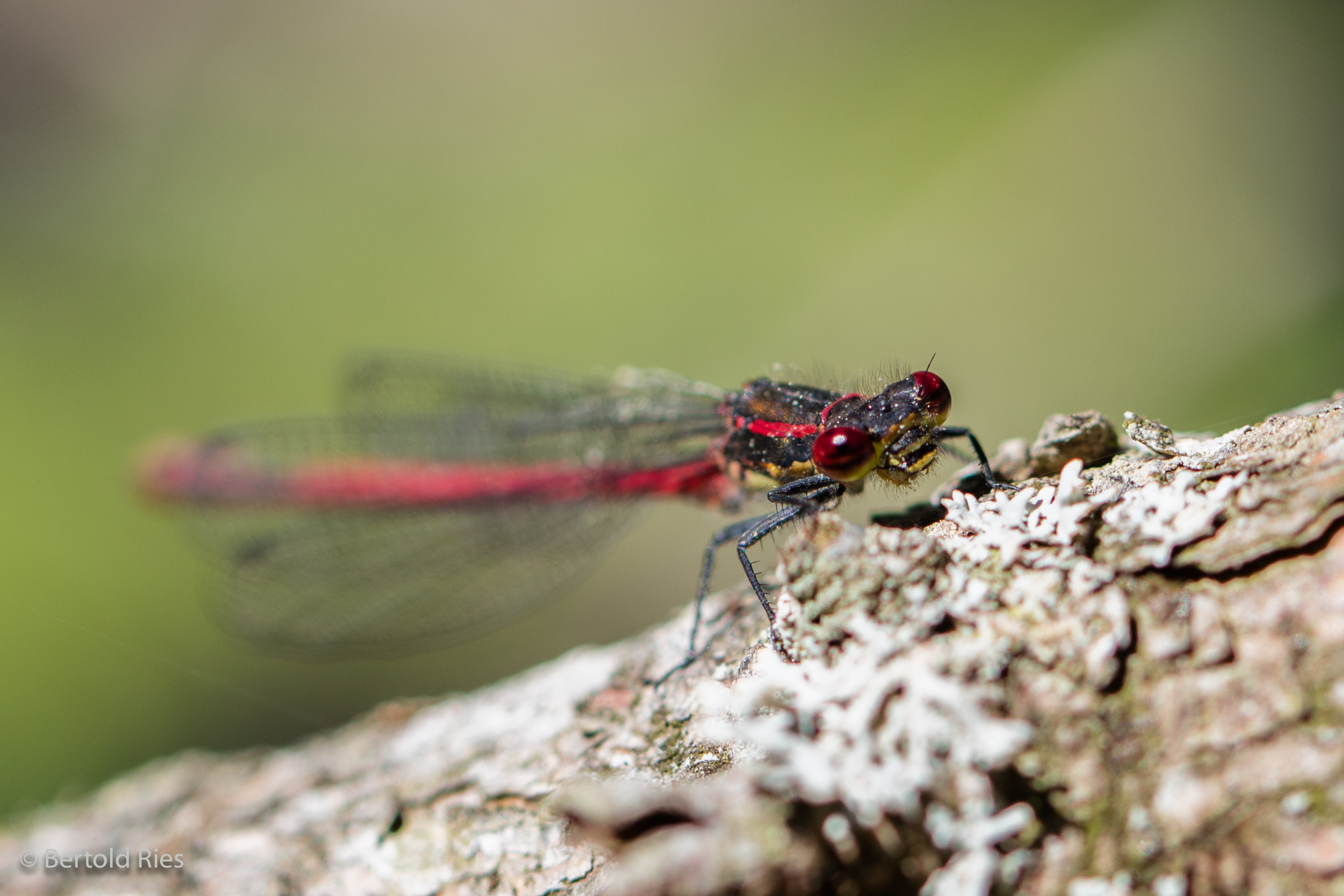 Étang de la Gruère, Switzerland