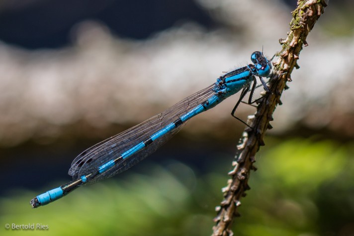 Étang de la Gruère, Switzerland