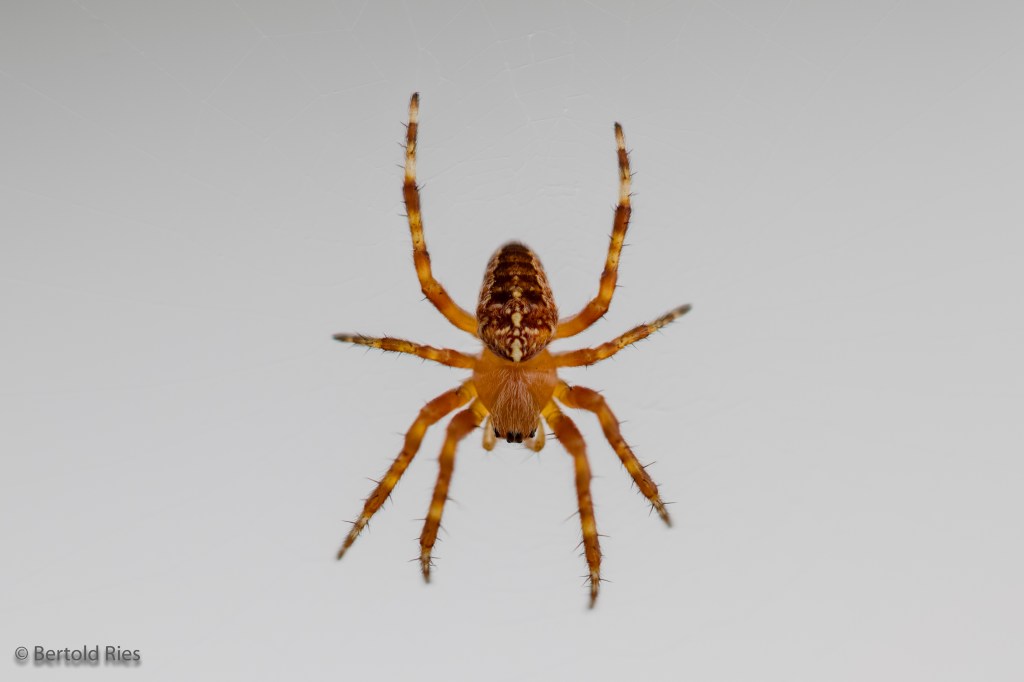 World Photography Day