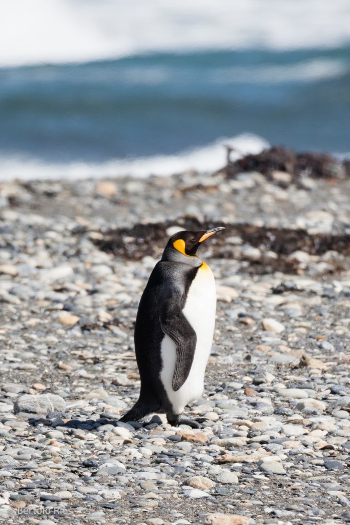 Königspinguin, Feuerland, Chile