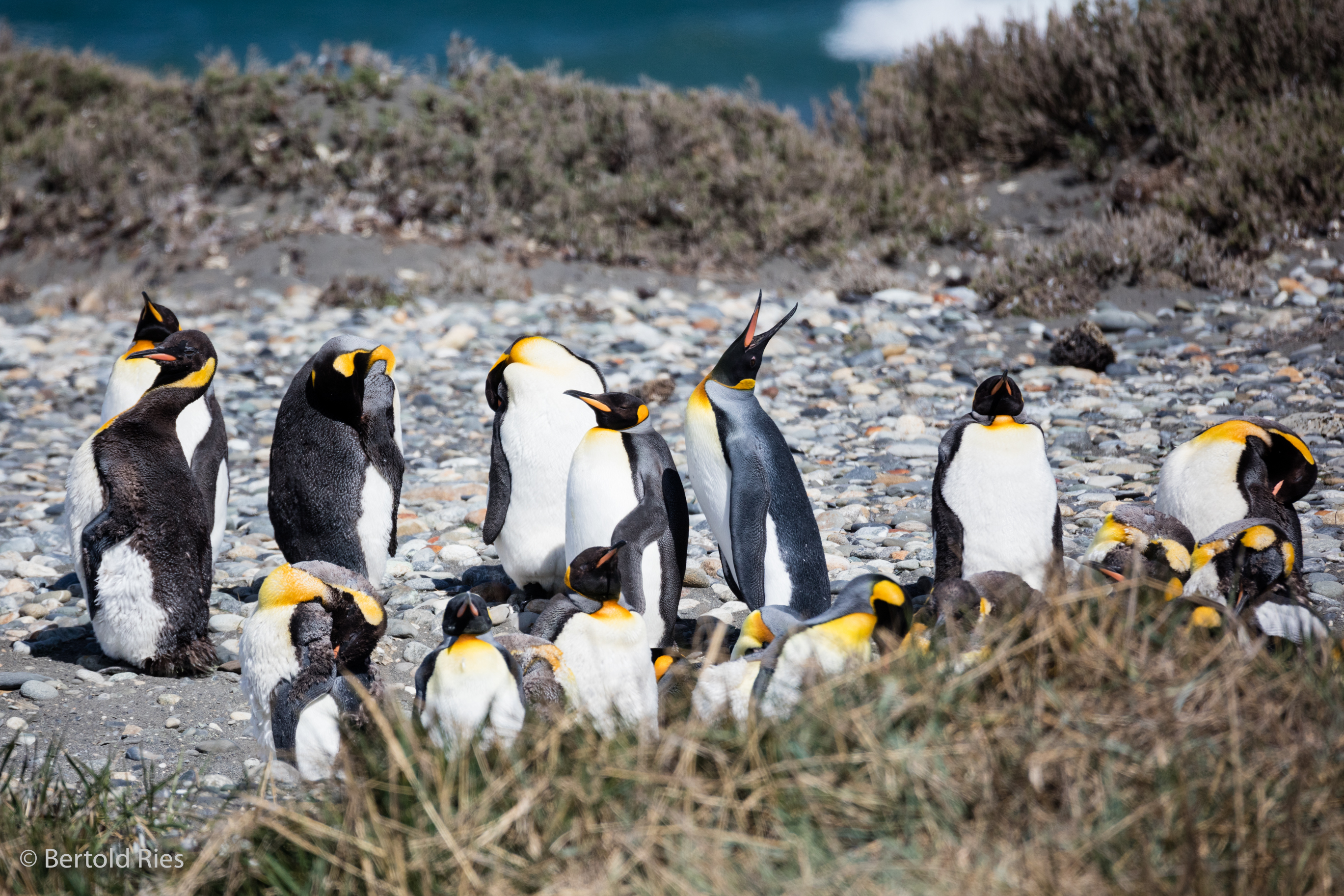 Königspinguine, Feuerland, Chile
