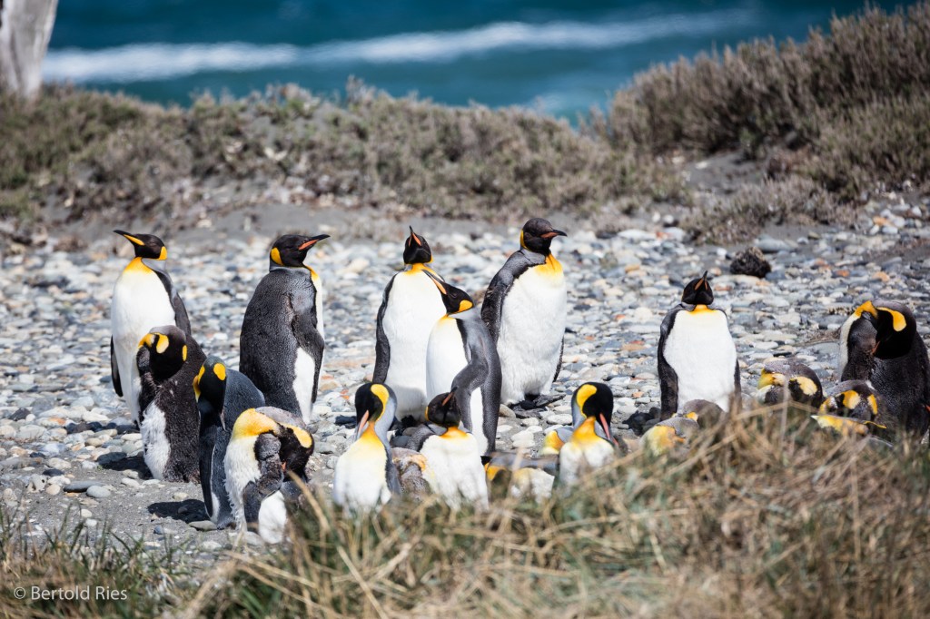 King Penguins from Tierra del&nbsp;Fuego