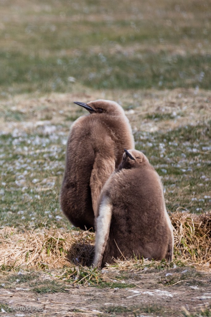 Königspinguin-Kücken, Feuerland, Chile