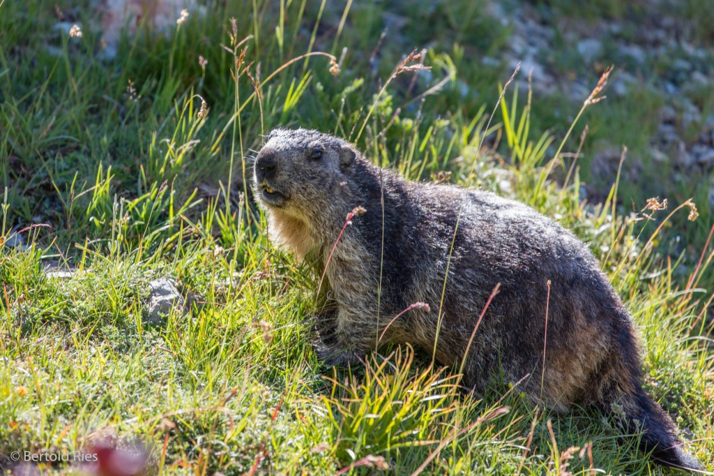 The Alpine Marmot – shy inhabitants of the&nbsp;Alps