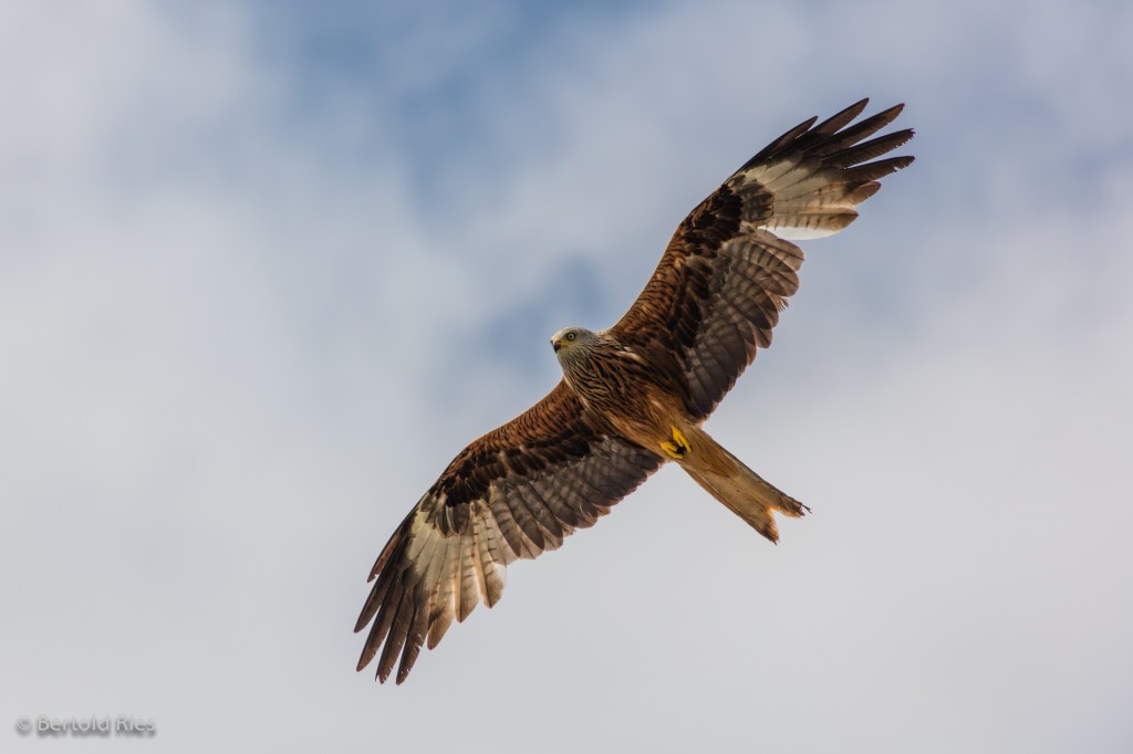 Red Kite – the third largest raptor in&nbsp;Europe