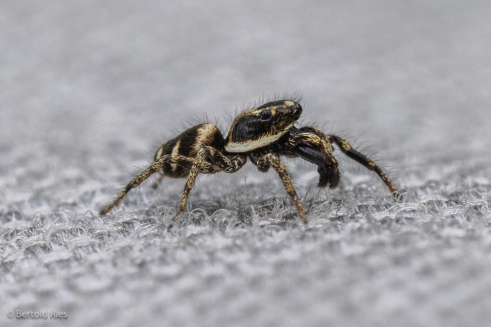 Zebraspringspinne