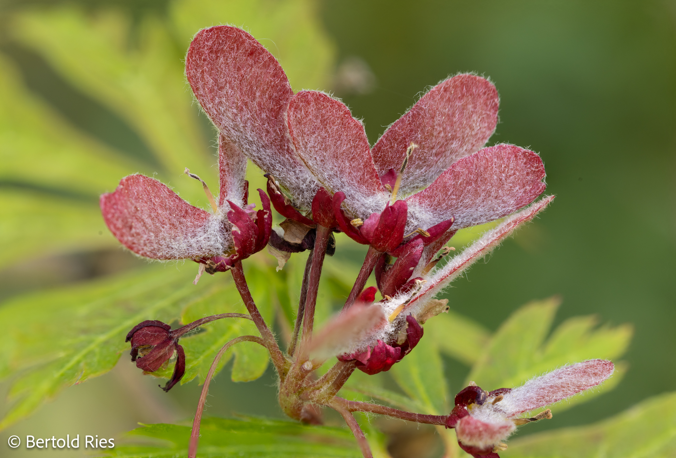 The Maple Tree Fruits – structures & shapes