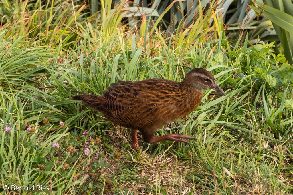 New Zealand’s Animals