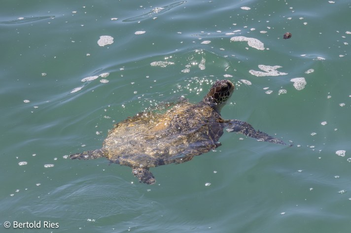 Turtle at Fazayah Beach, Dhofar, Oman