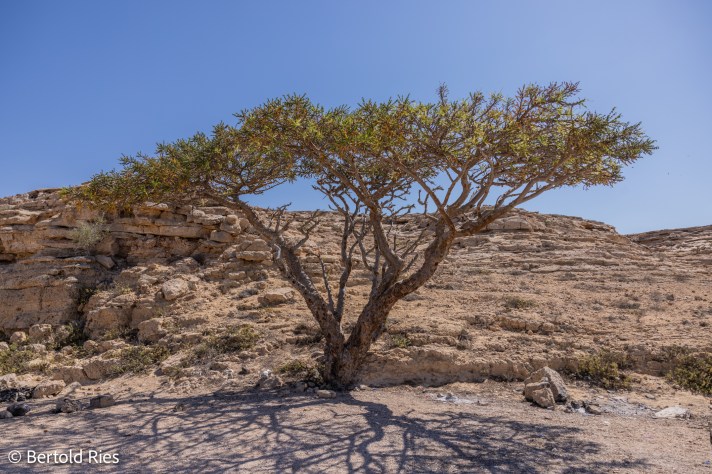 Frankincense World Heritage Site, Dhofar, Oman