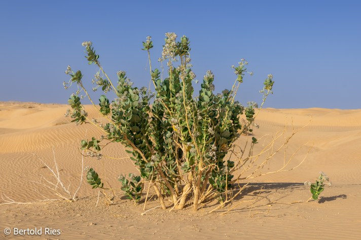 Rub al-Kahli Desert, Oman