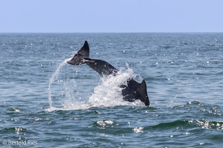 Dophins along the coast of Salalah, Oman