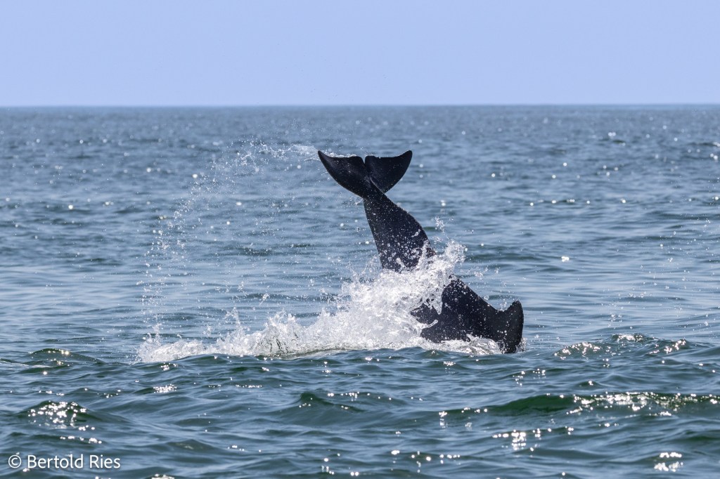 Dophins along the coast of Salalah, Oman