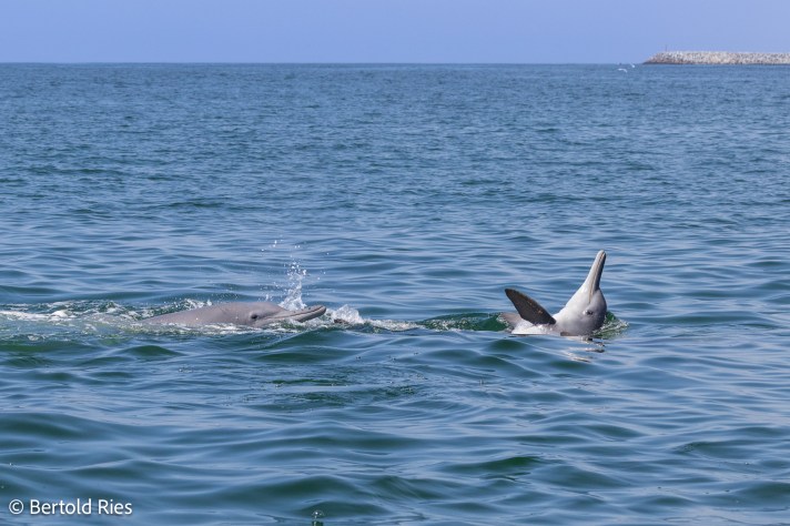 Dophins along the coast of Salalah, Oman