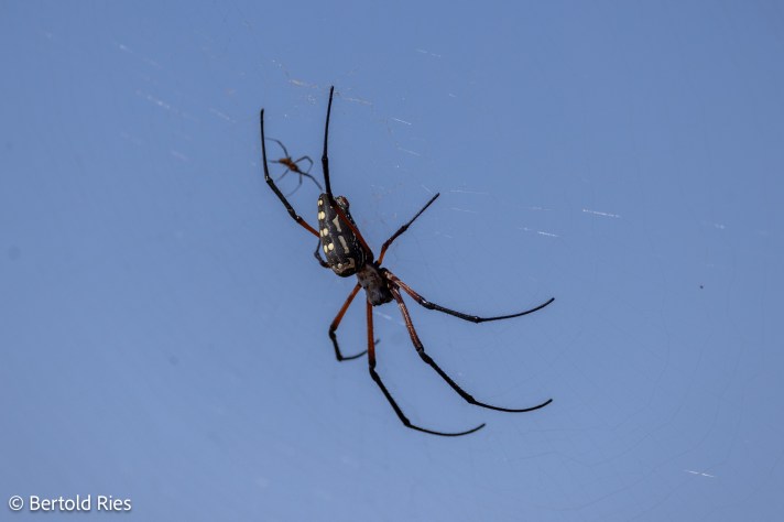 Trichonephila sumptuosa (Golden Silk Orb-weaver), Dhofar, Oman
