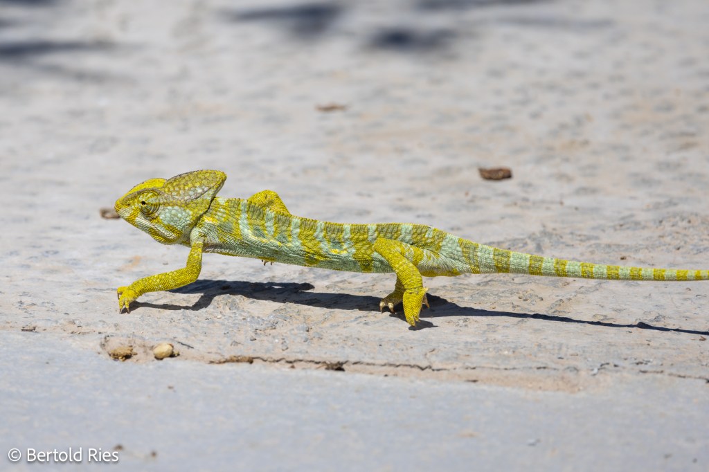 Dhofar’s wildlife – more diverse than&nbsp;expected