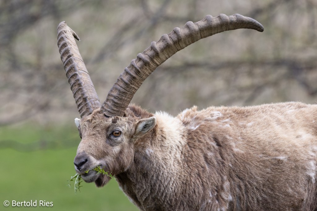 King of the&nbsp;Alps