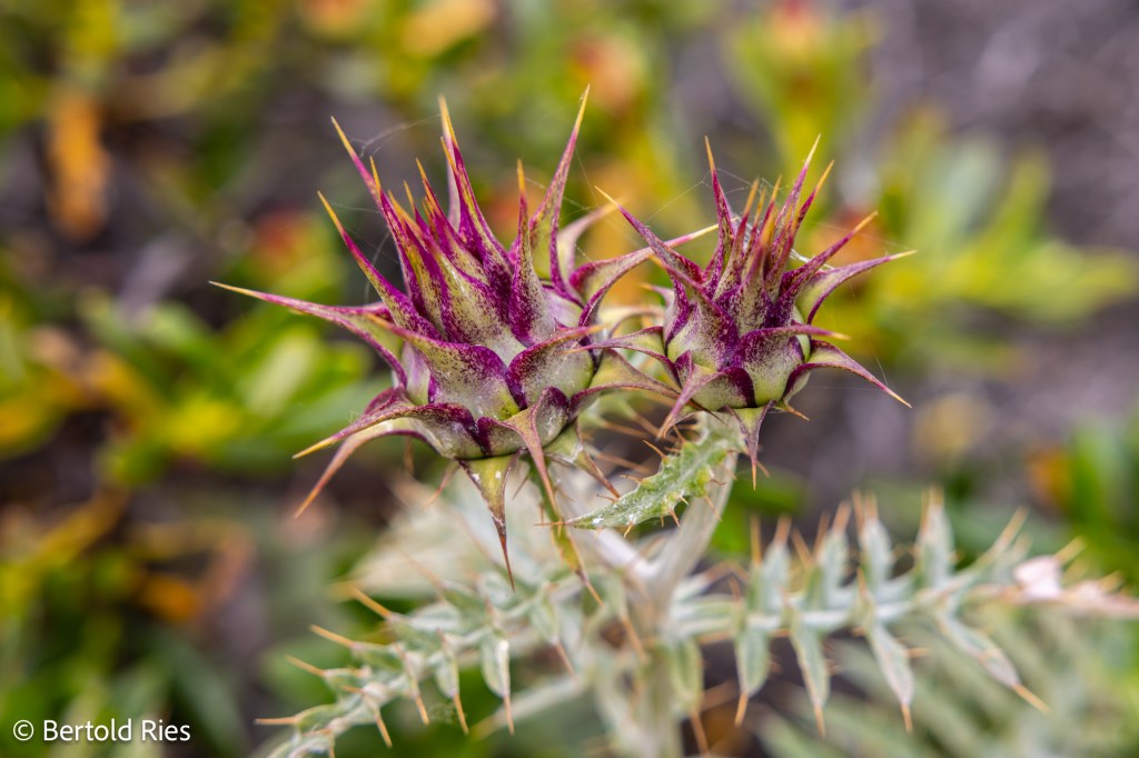 The rocky cliffs plants – equally&nbsp;impressive